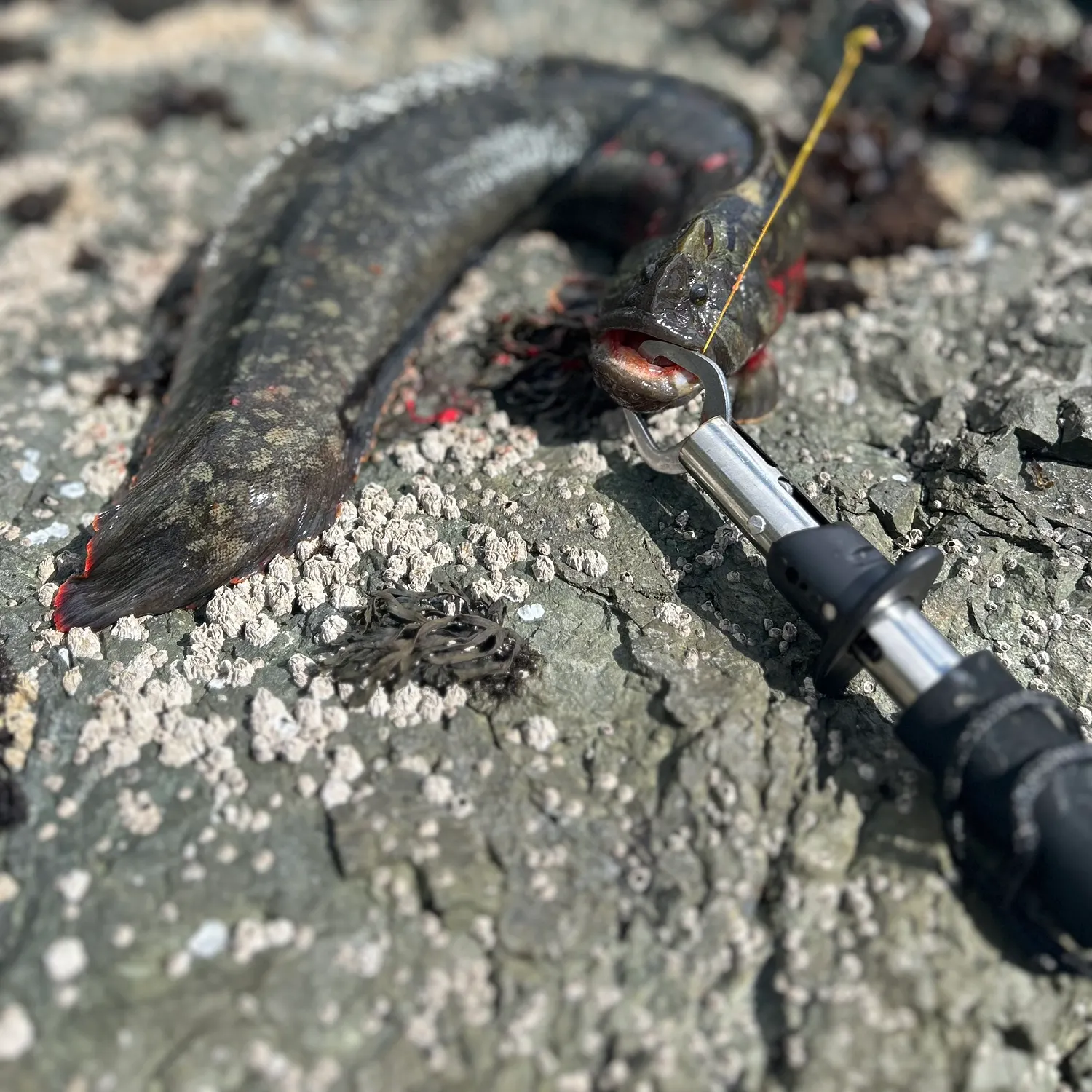 The most recent Monkeyface prickleback catches on Fishbrain
