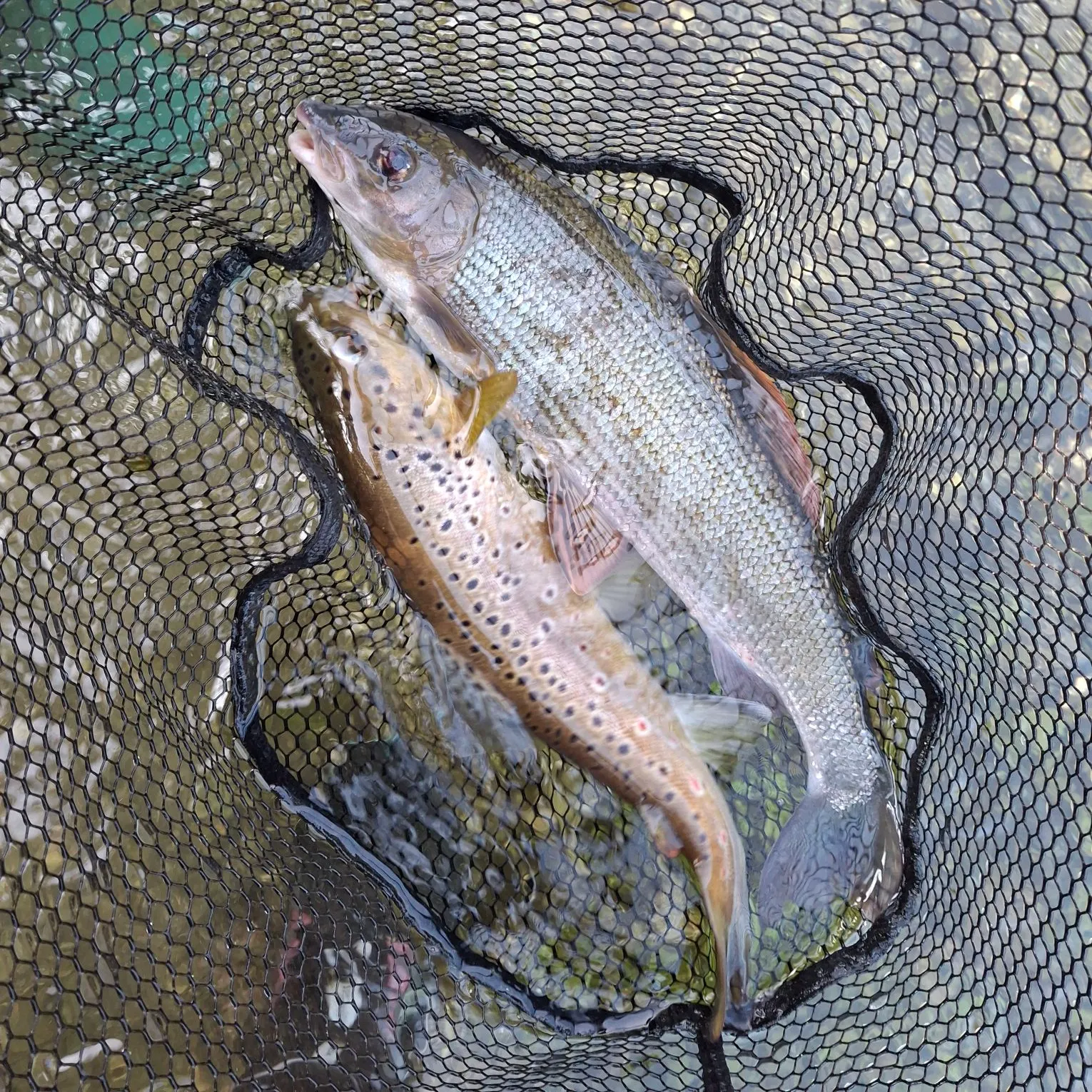European grayling caught on Fishbrain