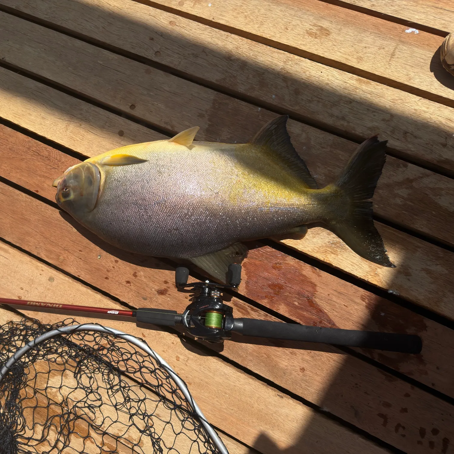 The most recent Small-scaled pacu catches on Fishbrain