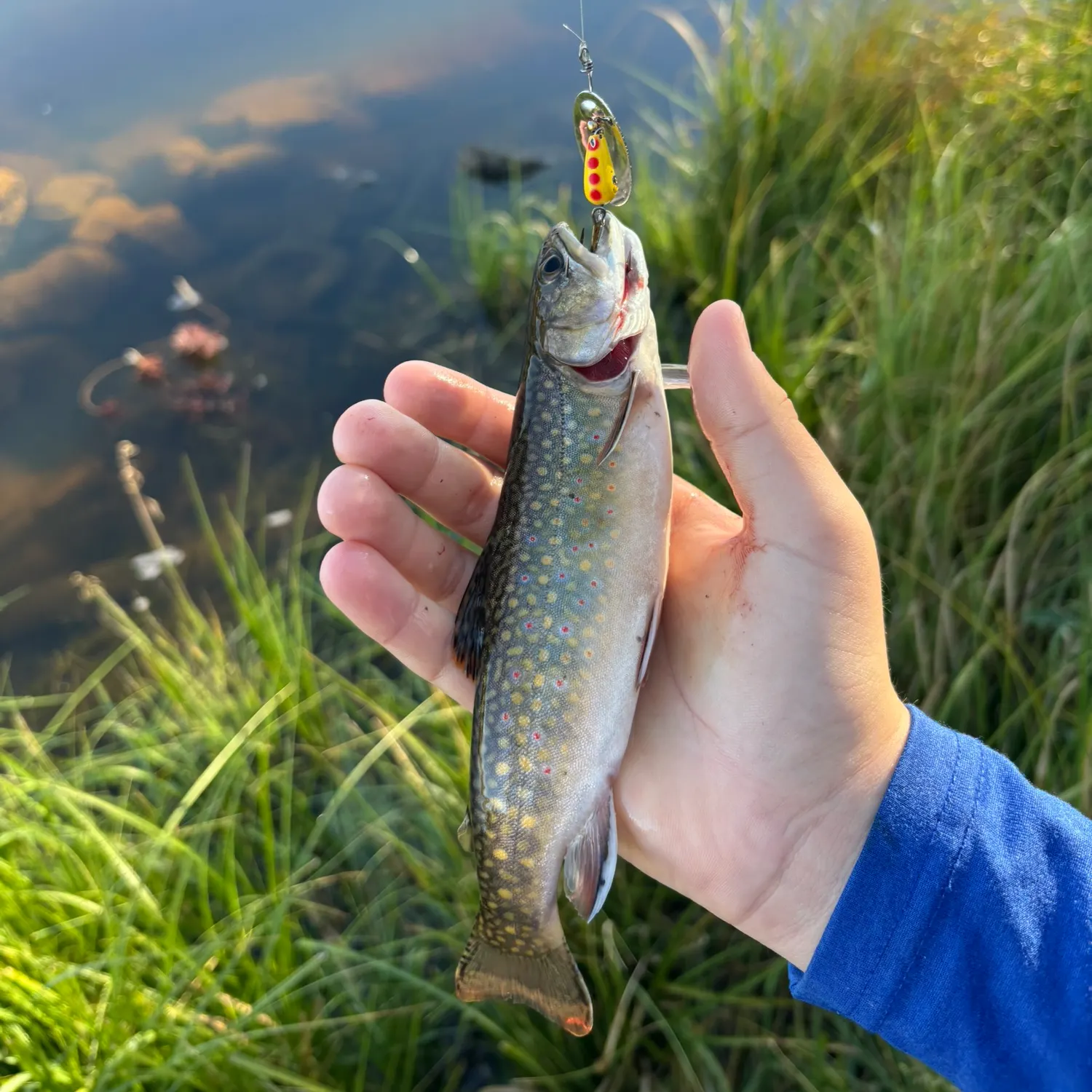 Brook trout caught on Fishbrain