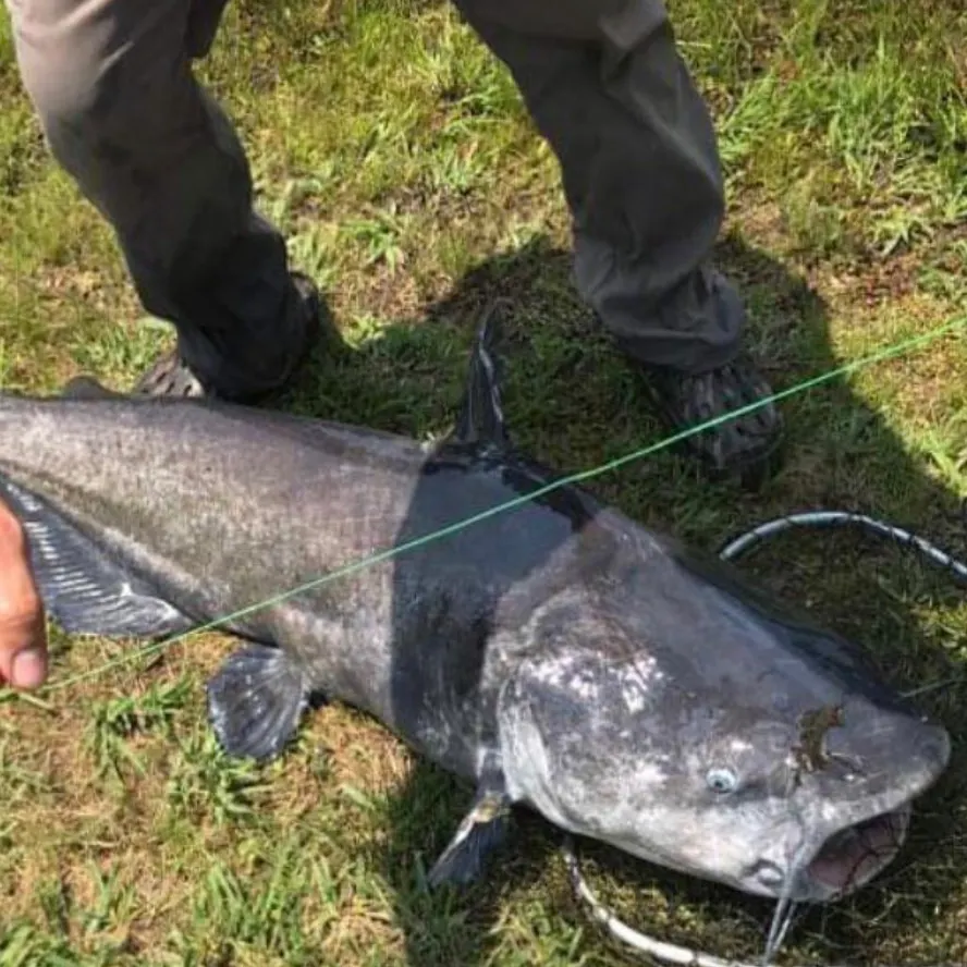 Blue catfish caught on Fishbrain
