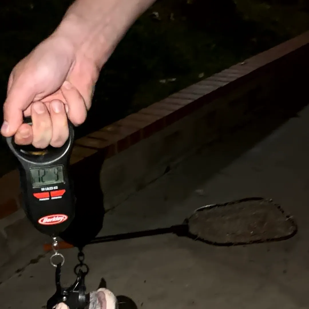Channel catfish caught on Fishbrain