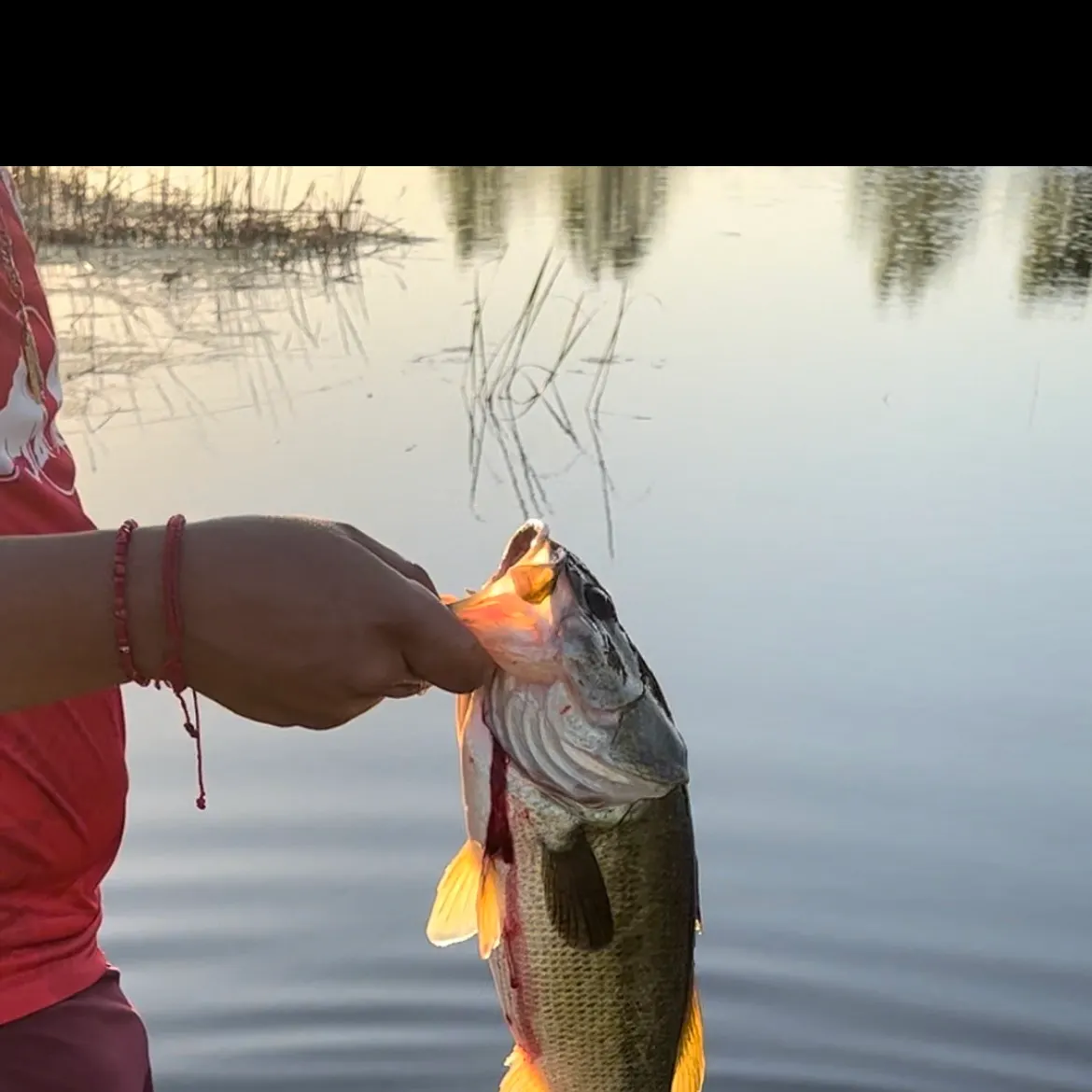 Largemouth bass caught on Fishbrain