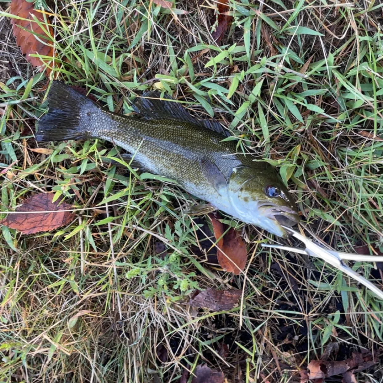 Smallmouth bass caught on Fishbrain