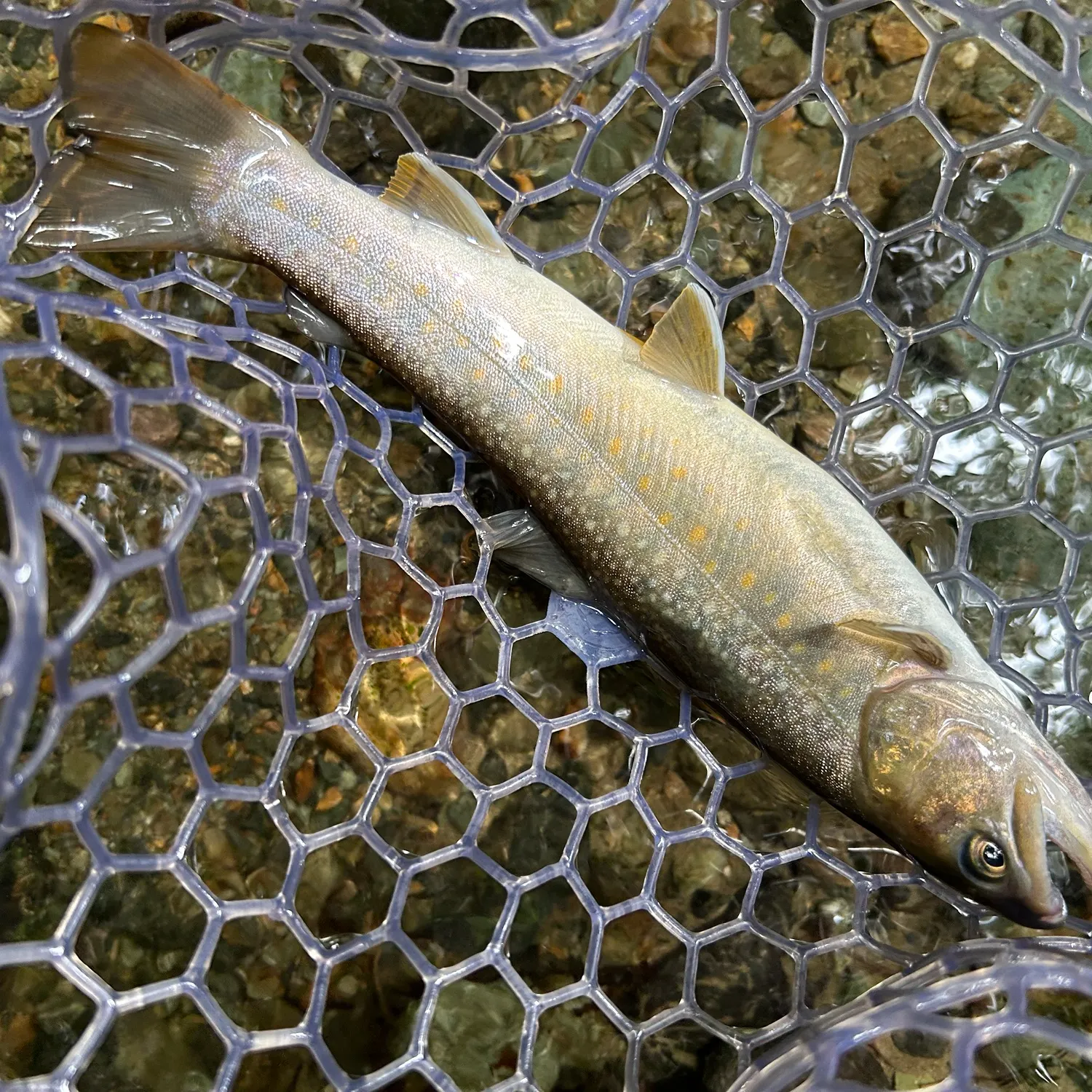 The most recent Japanese pluvius char catches on Fishbrain