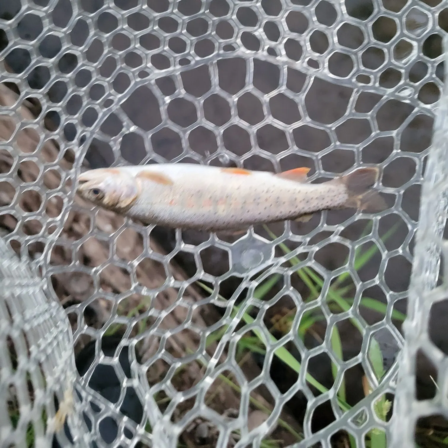 The most recent Snake River fine-spotted cutthroat trout catches on Fishbrain