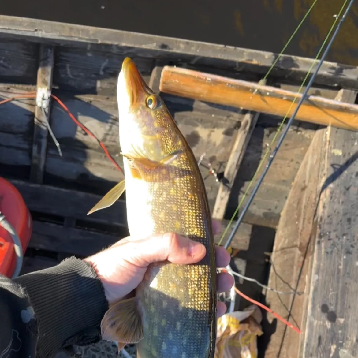 Northern pike caught on Fishbrain