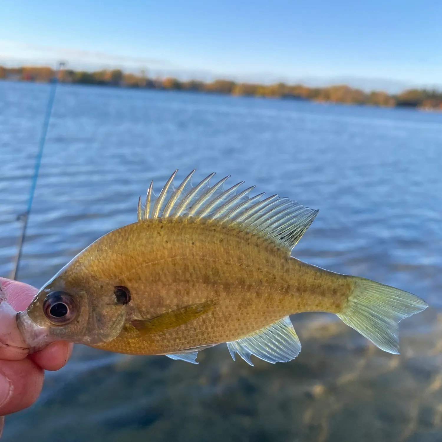 Bluegill caught on Fishbrain