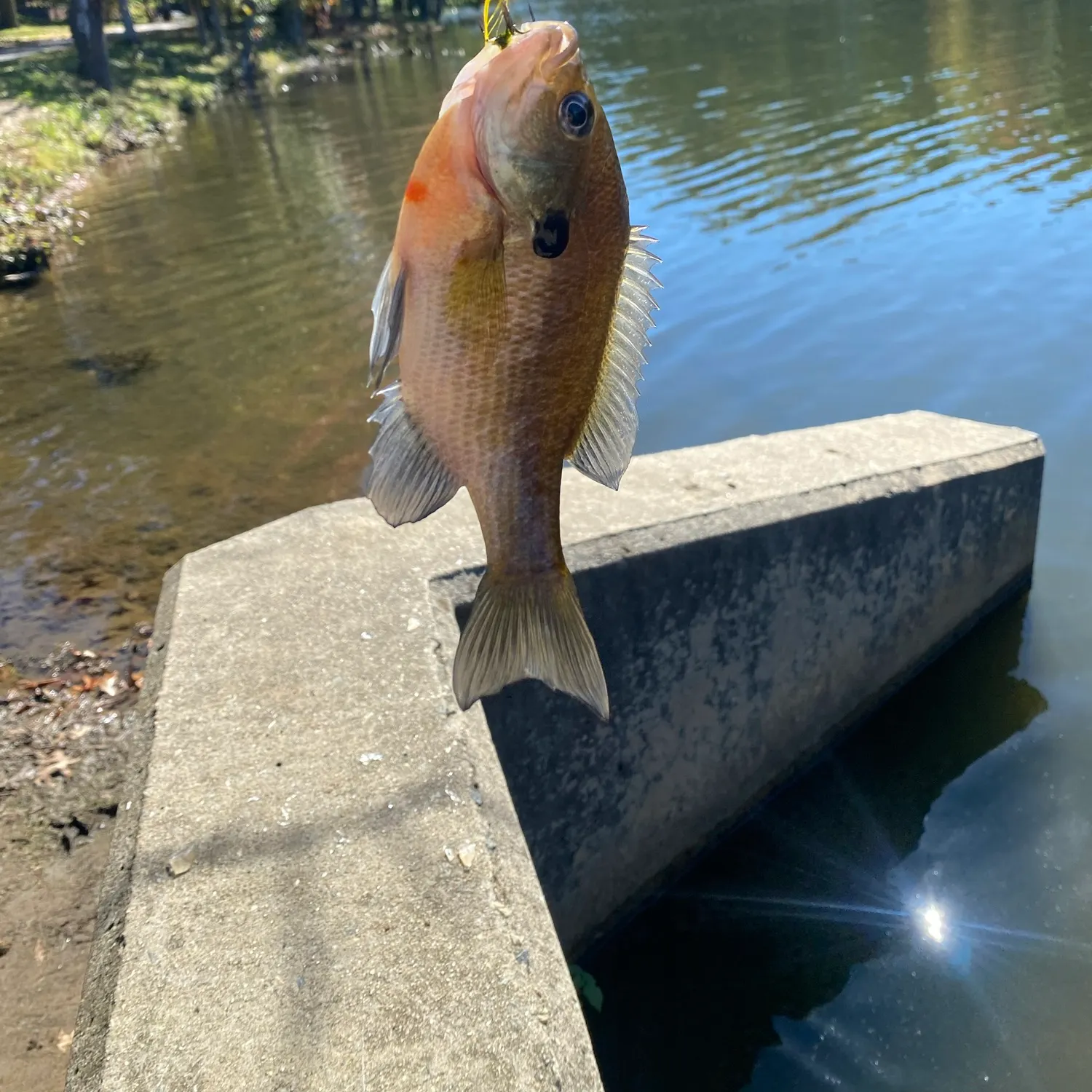 Bluegill caught on Fishbrain
