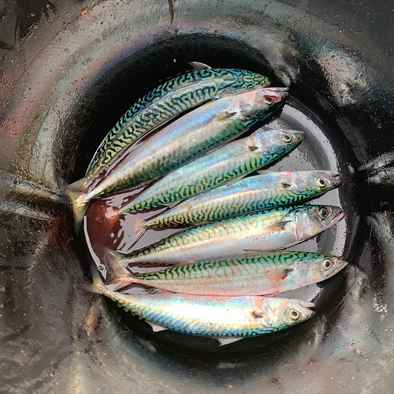 Atlantic mackerel caught on Fishbrain