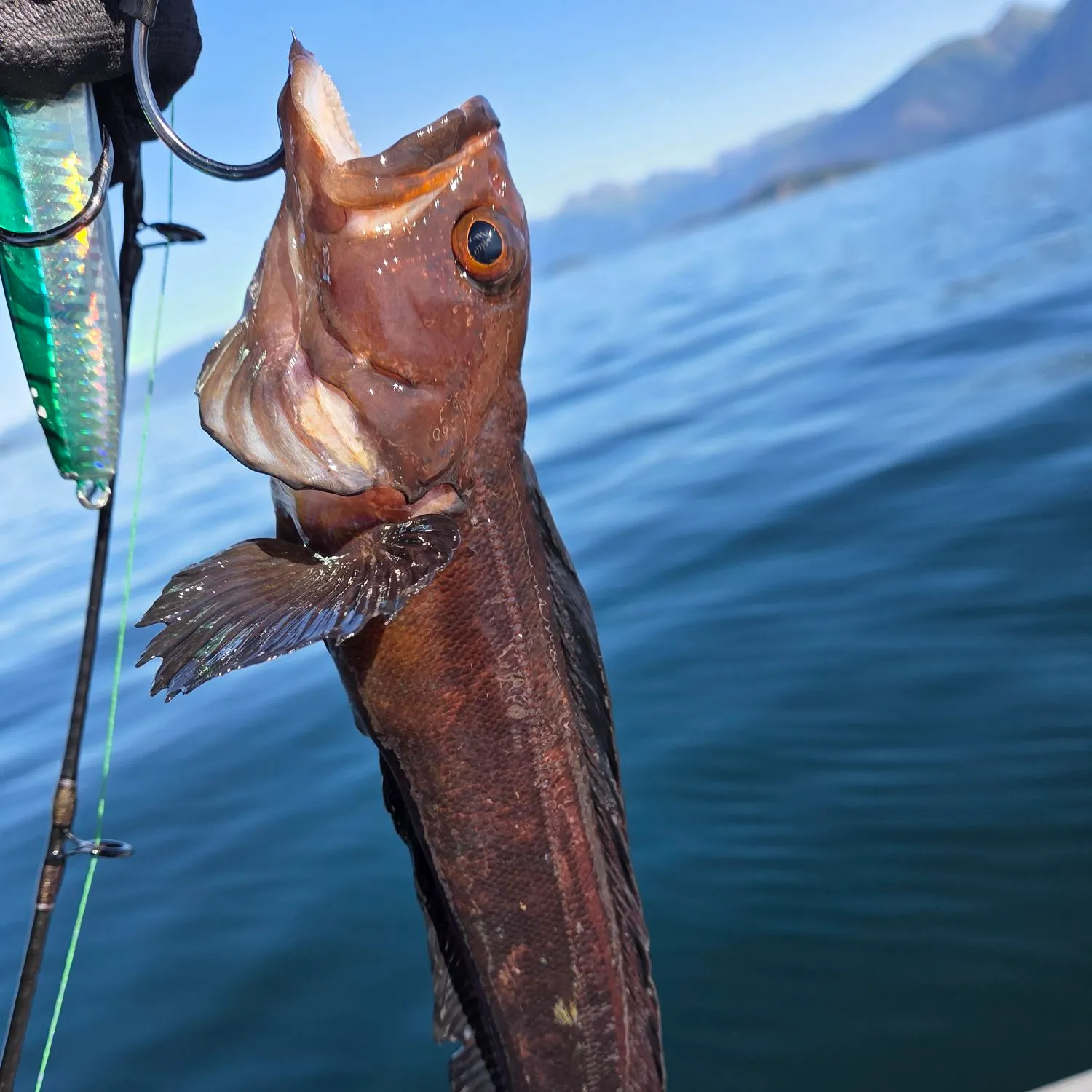 Lingcod caught on Fishbrain