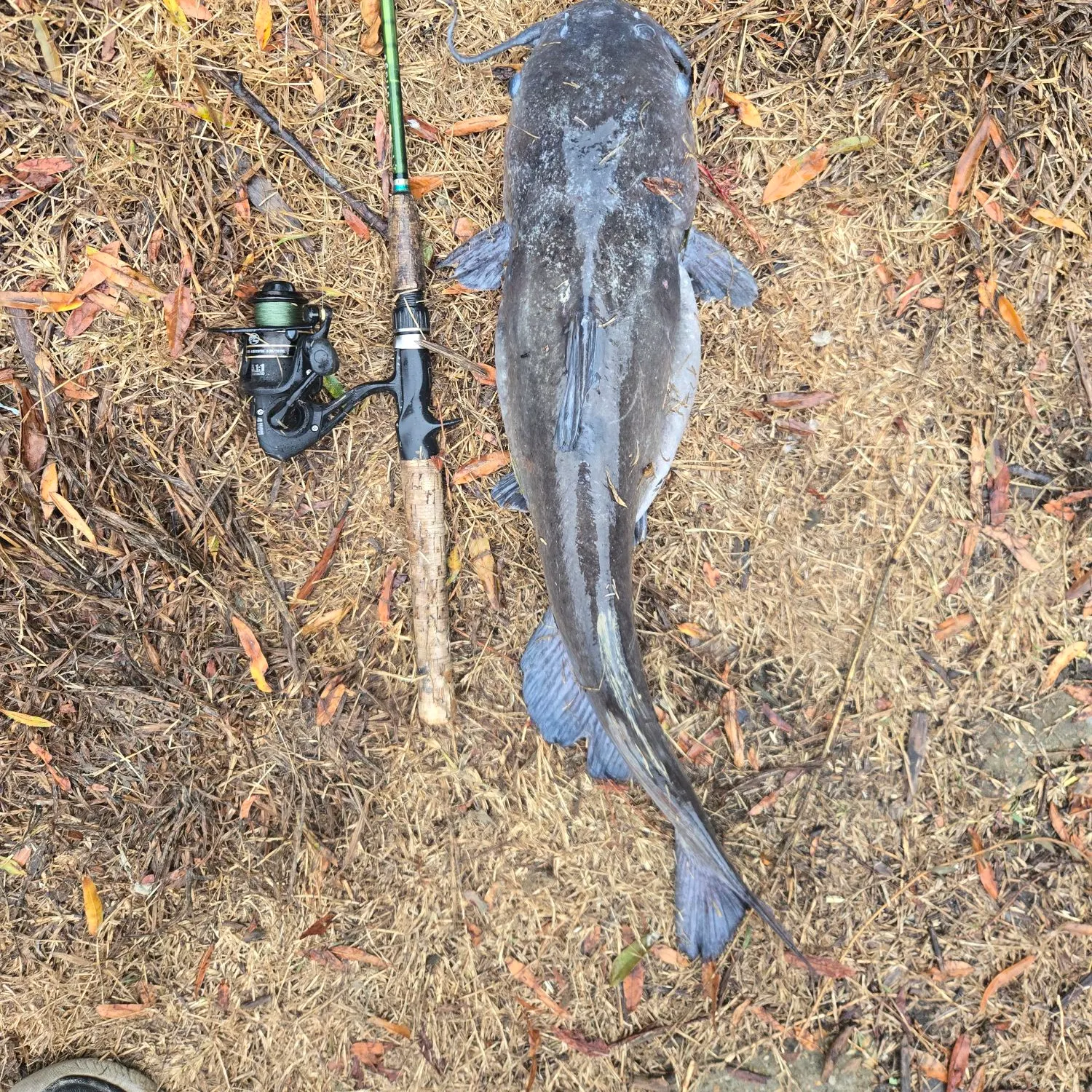 Channel catfish caught on Fishbrain
