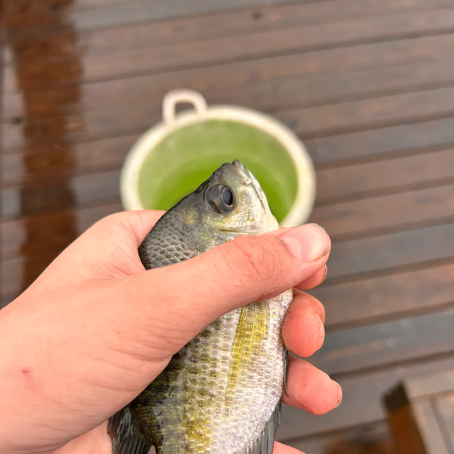 Bluegill caught on Fishbrain