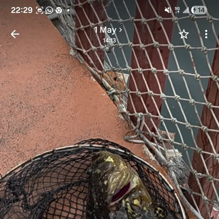 The most recent Tiger grouper catches on Fishbrain