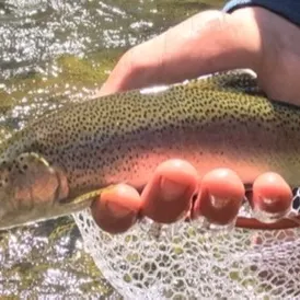The most recent Kern River Rainbow Trout catches on Fishbrain
