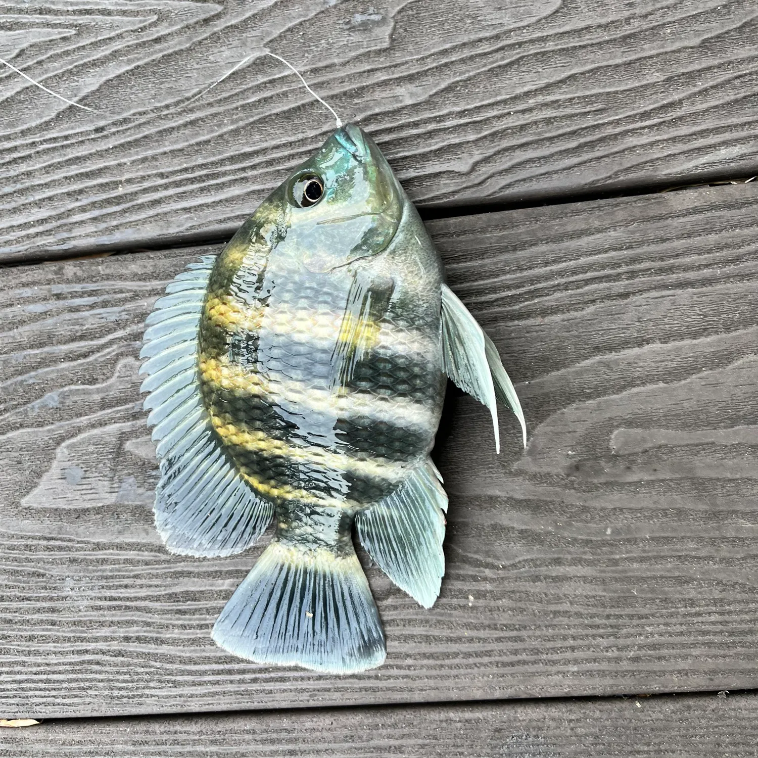 The most recent Zebra tilapia catches on Fishbrain