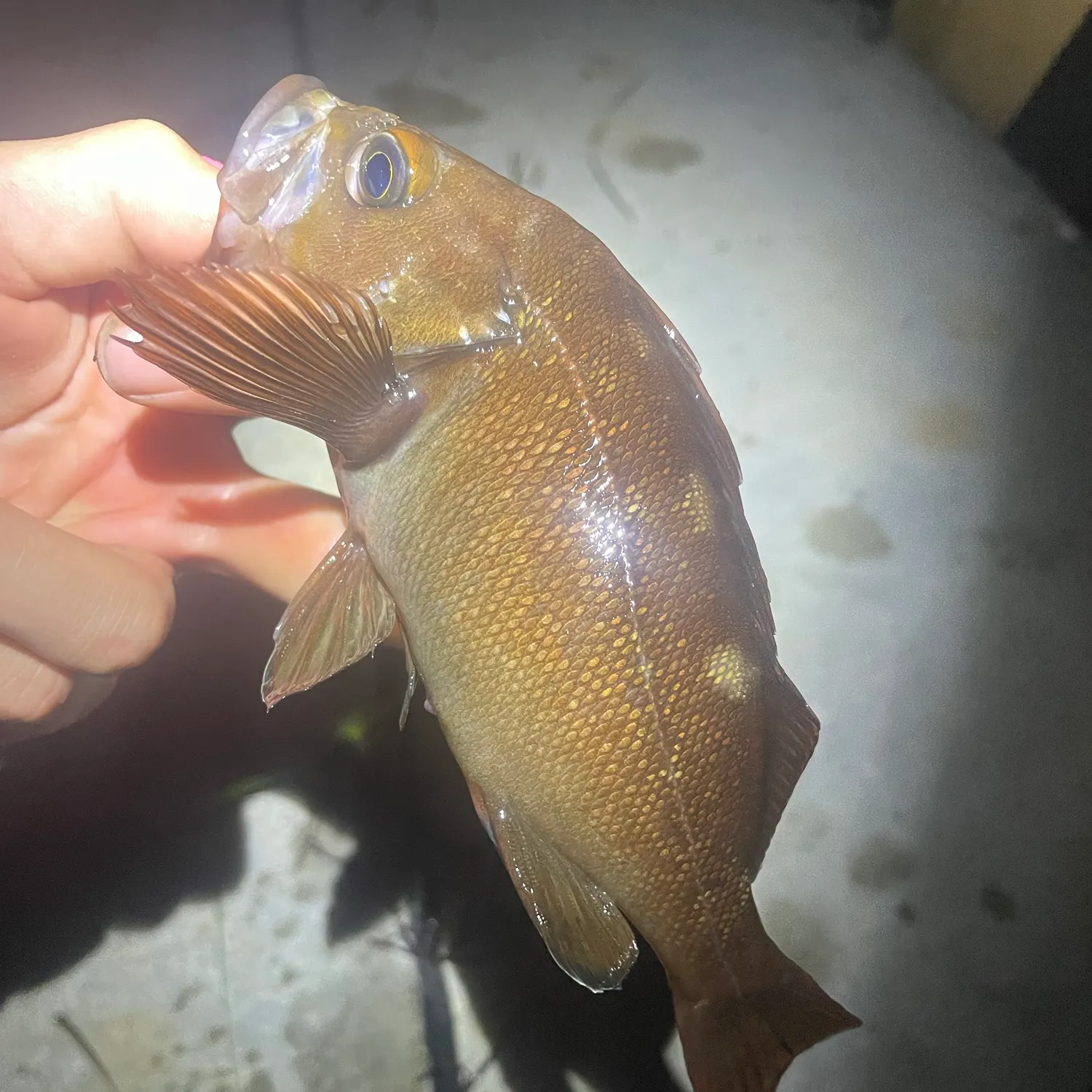 Fishing for Black rockfish near you