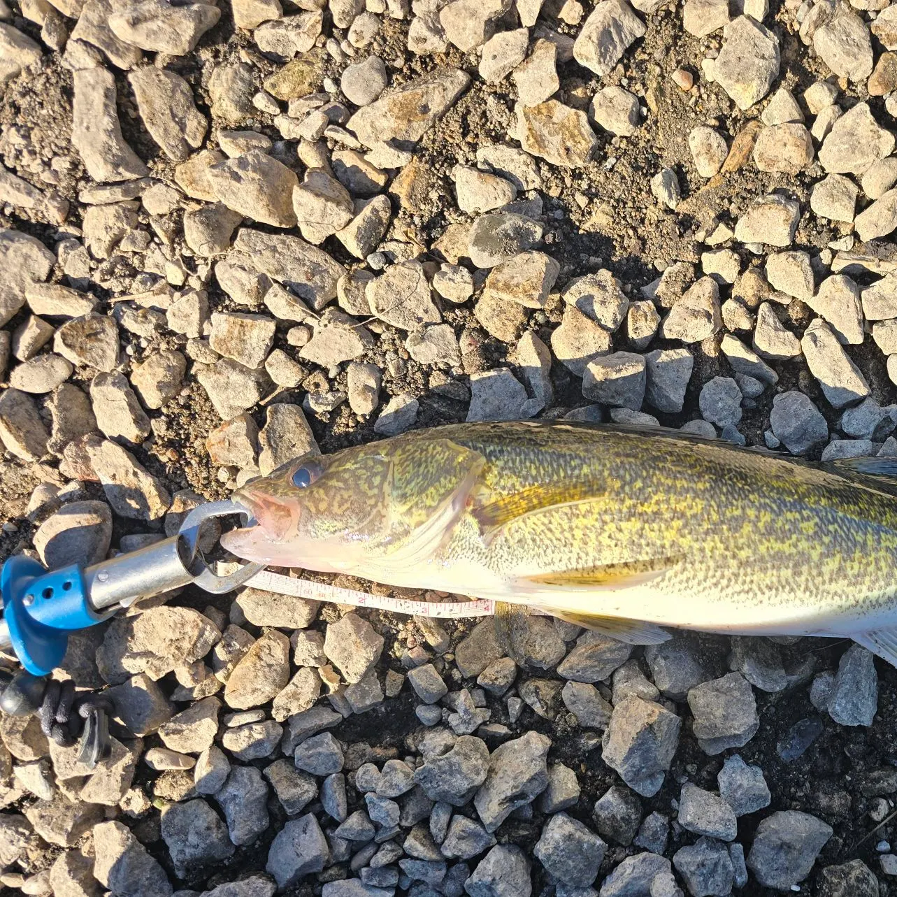 Walleye caught on Fishbrain