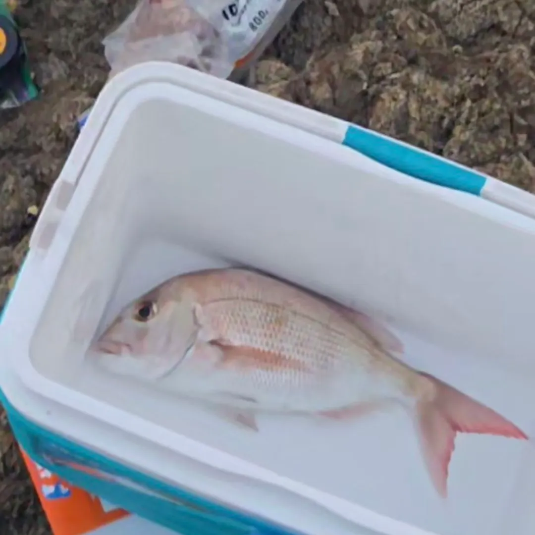 The most recent Australasian snapper catches on Fishbrain