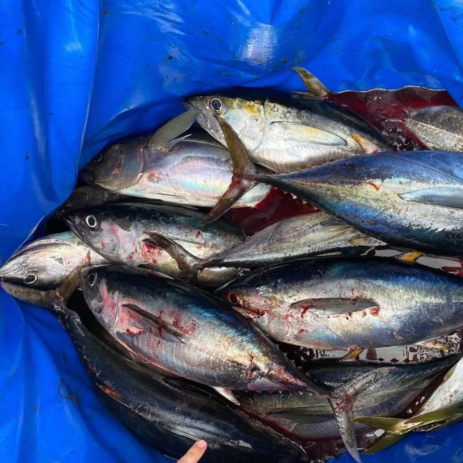 The most recent Yellowfin tuna catches on Fishbrain