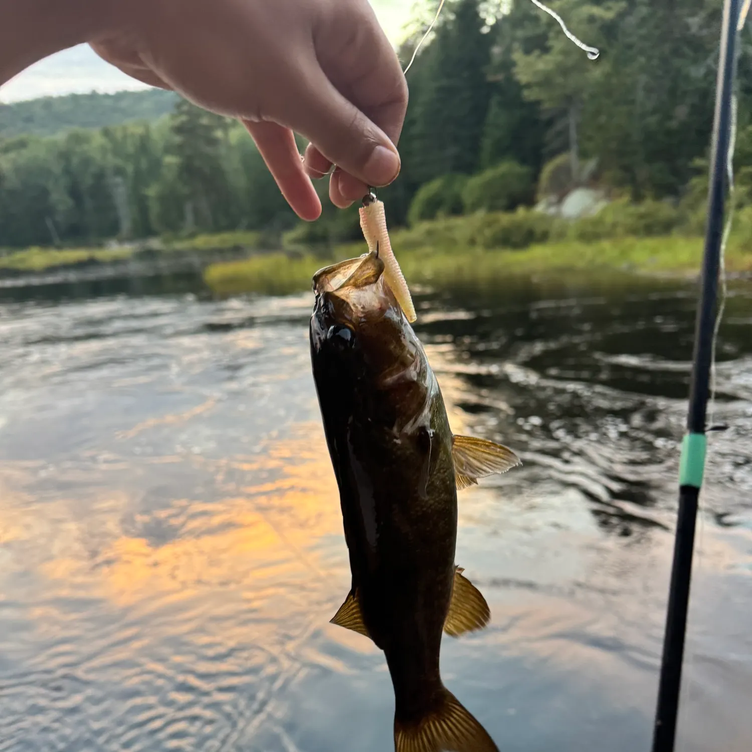 Smallmouth bass caught on Fishbrain