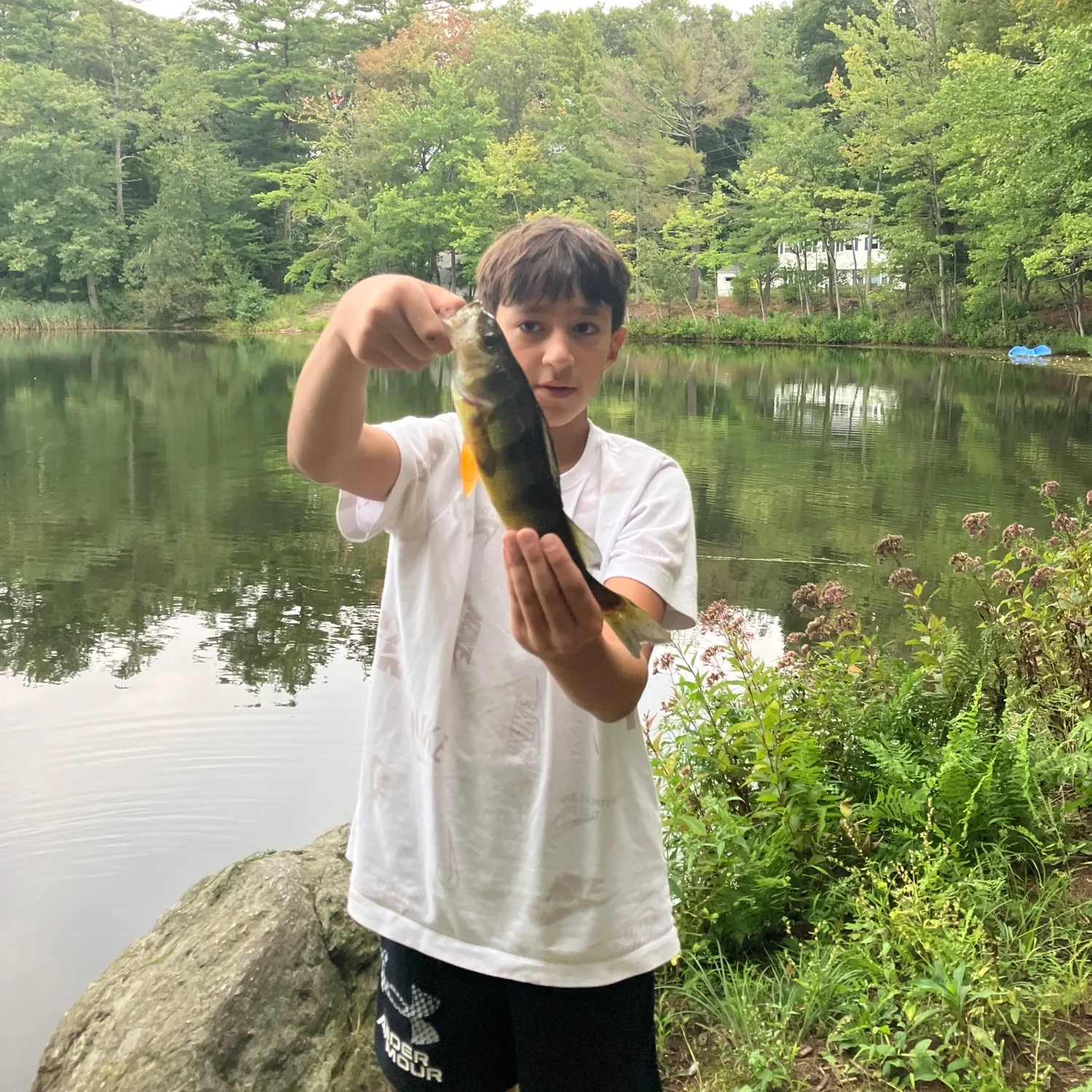 Yellow perch caught on Fishbrain