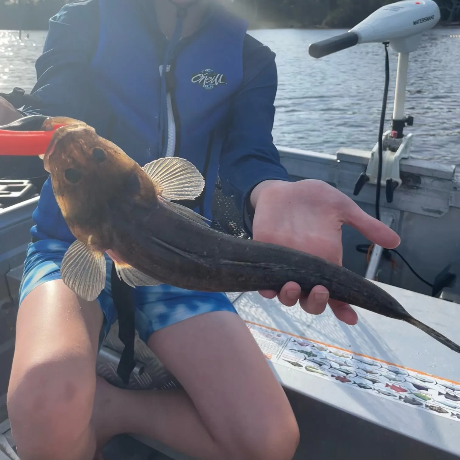The most recent Dusky flathead catches on Fishbrain