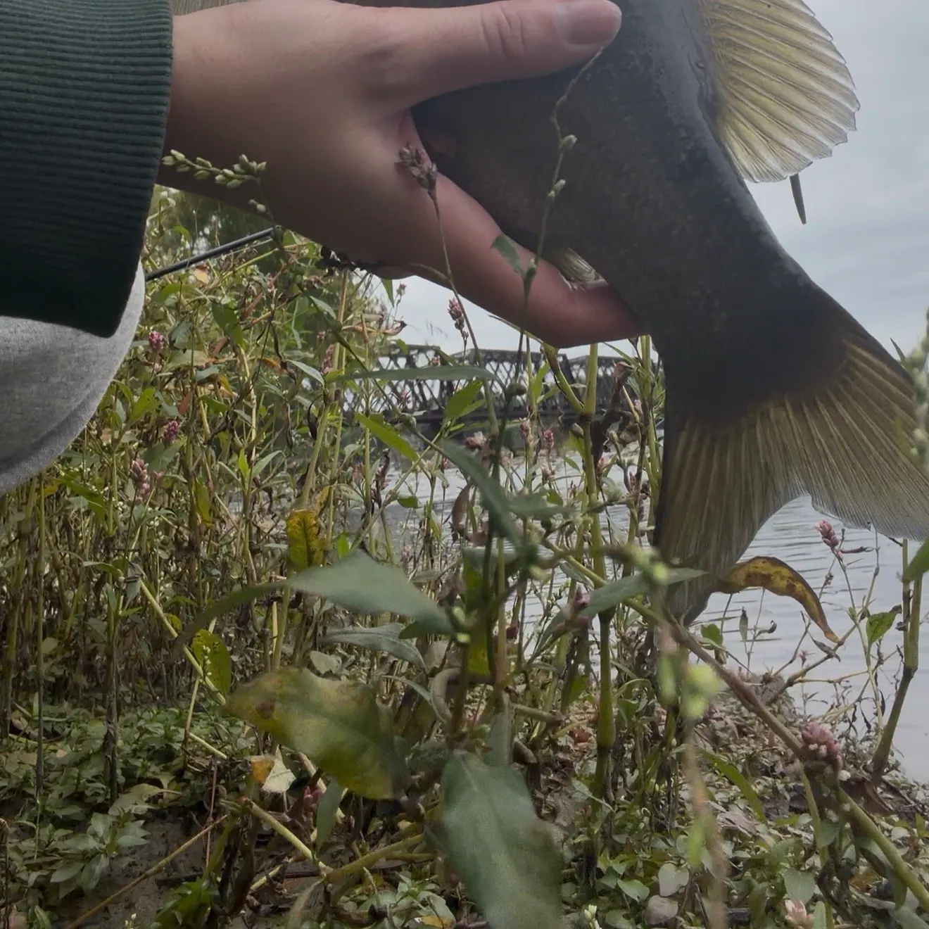 Smallmouth bass caught on Fishbrain