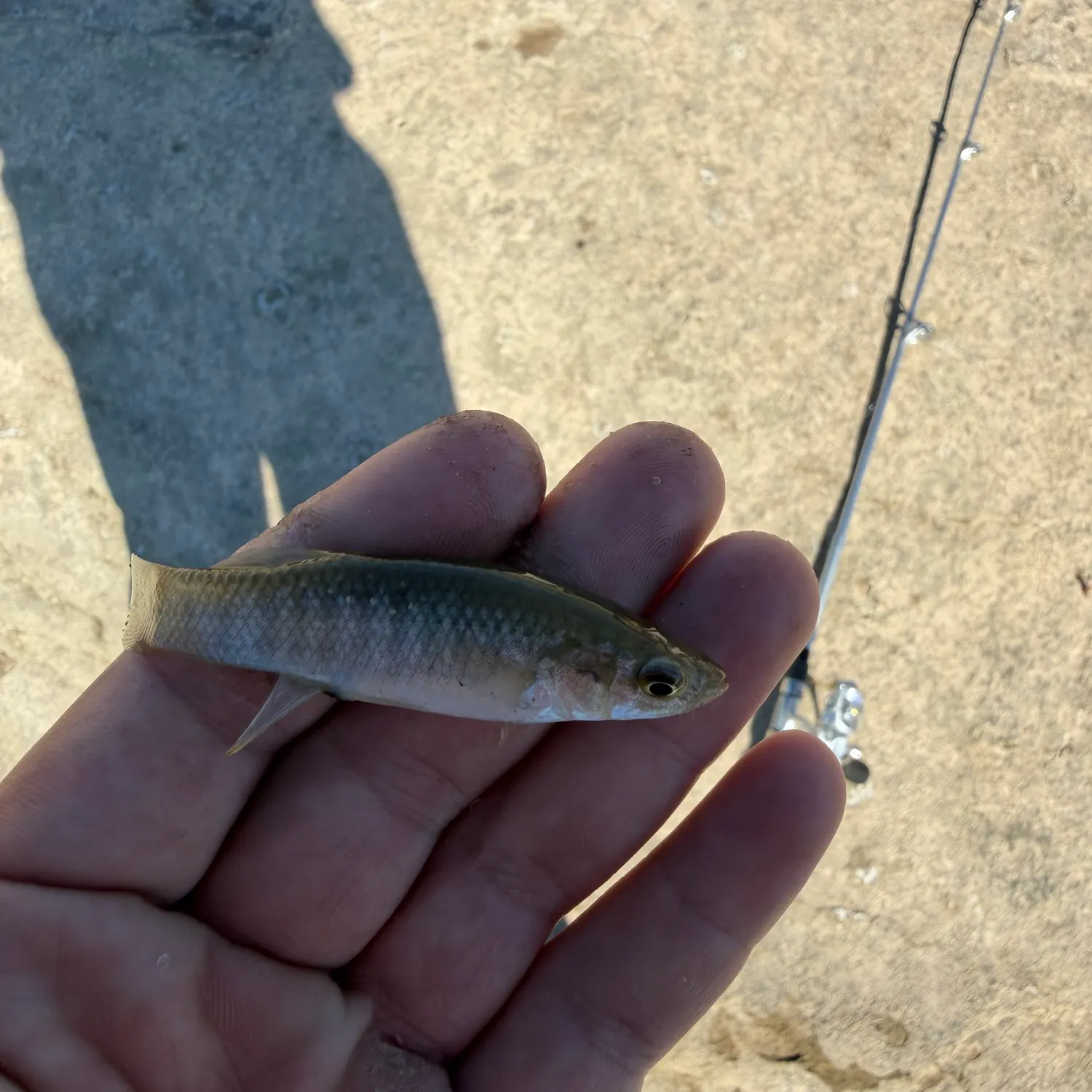 The most recent Gulf killifish catches on Fishbrain