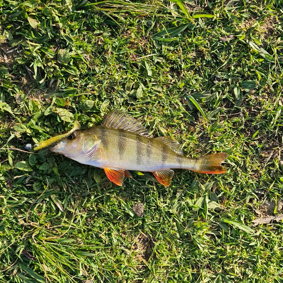 The most recent European perch catches on Fishbrain