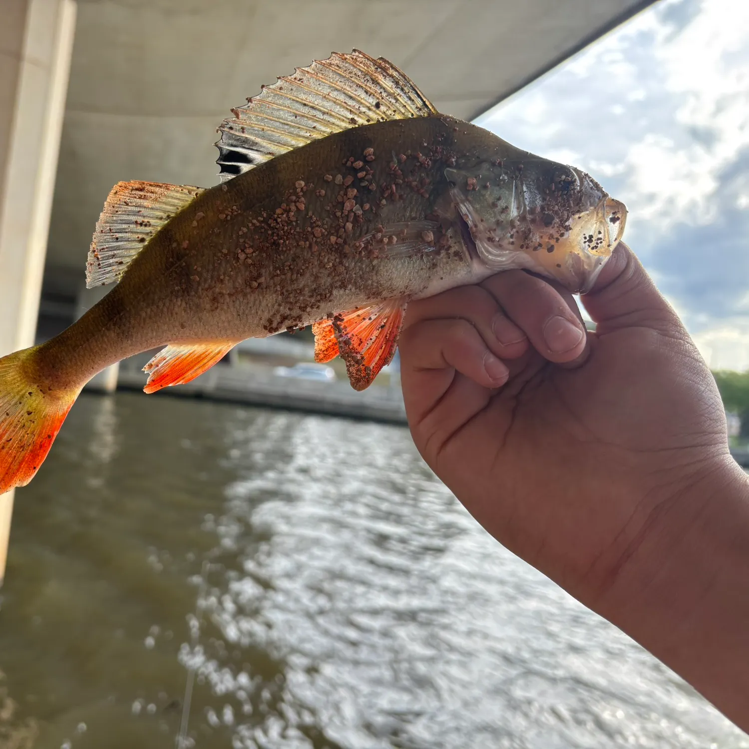 Fish caught on Fishbrain