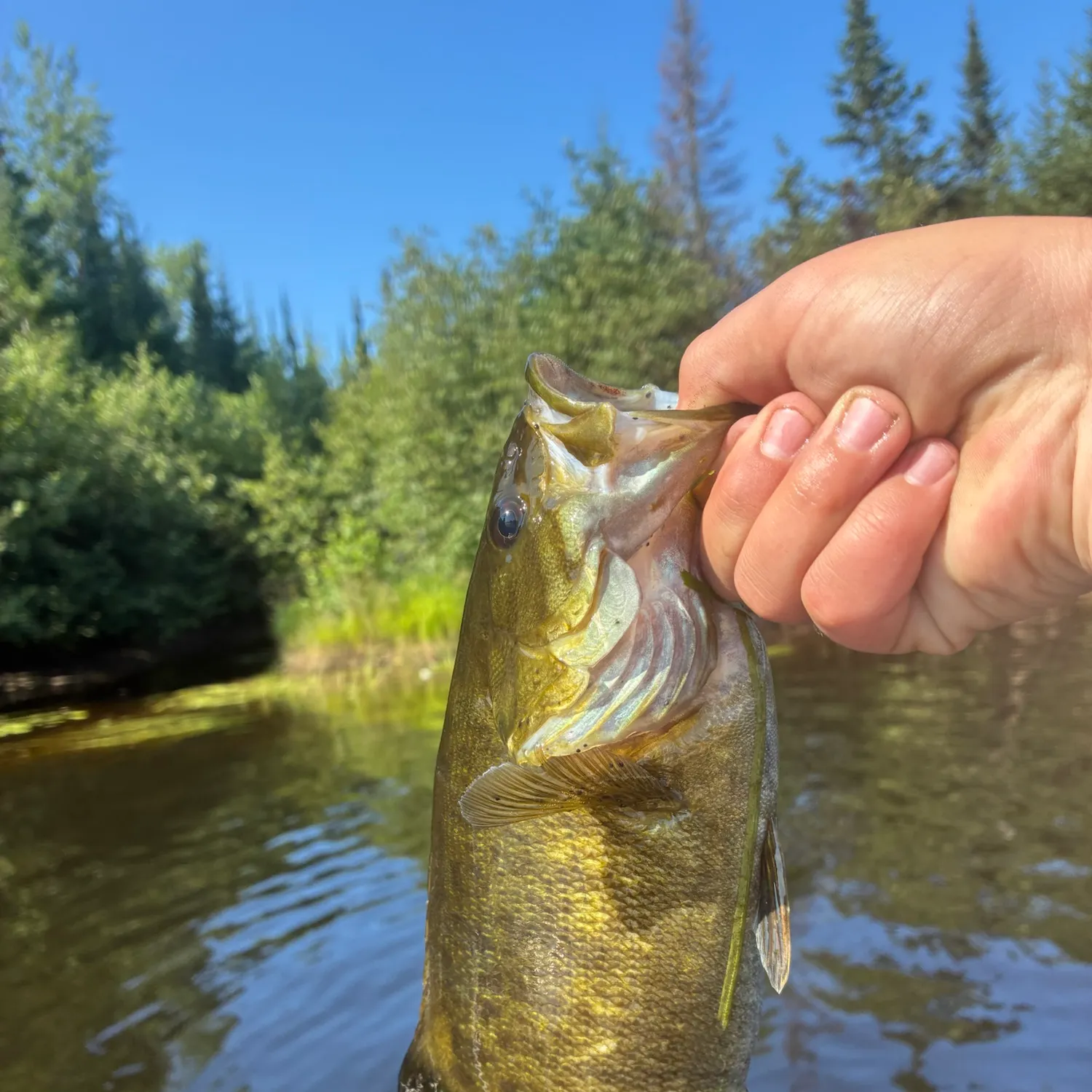Smallmouth bass caught on Fishbrain