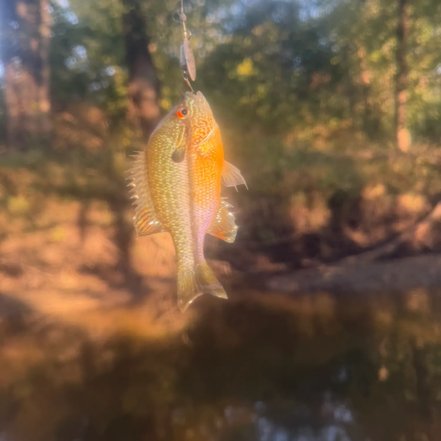 Longear sunfish caught on Fishbrain