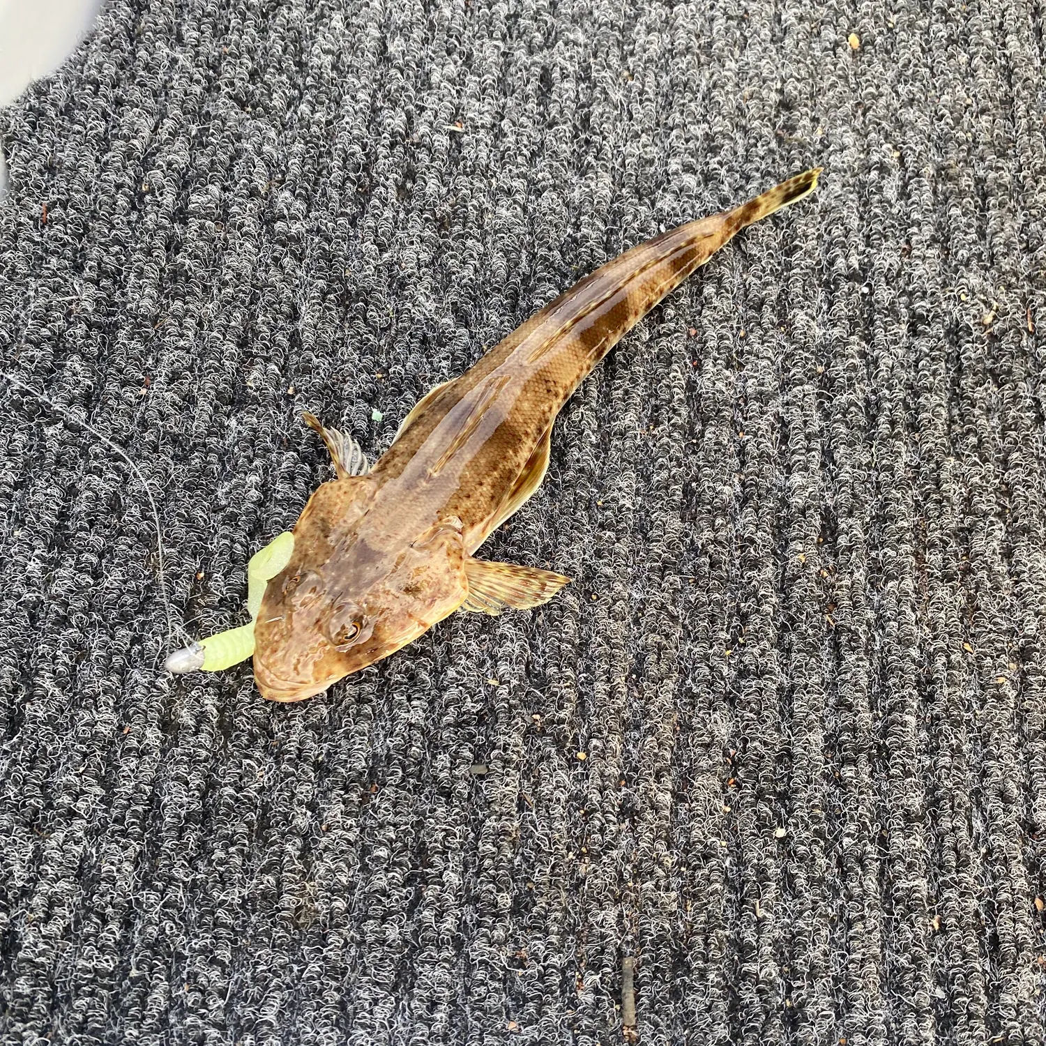 The most recent Sand flathead catches on Fishbrain