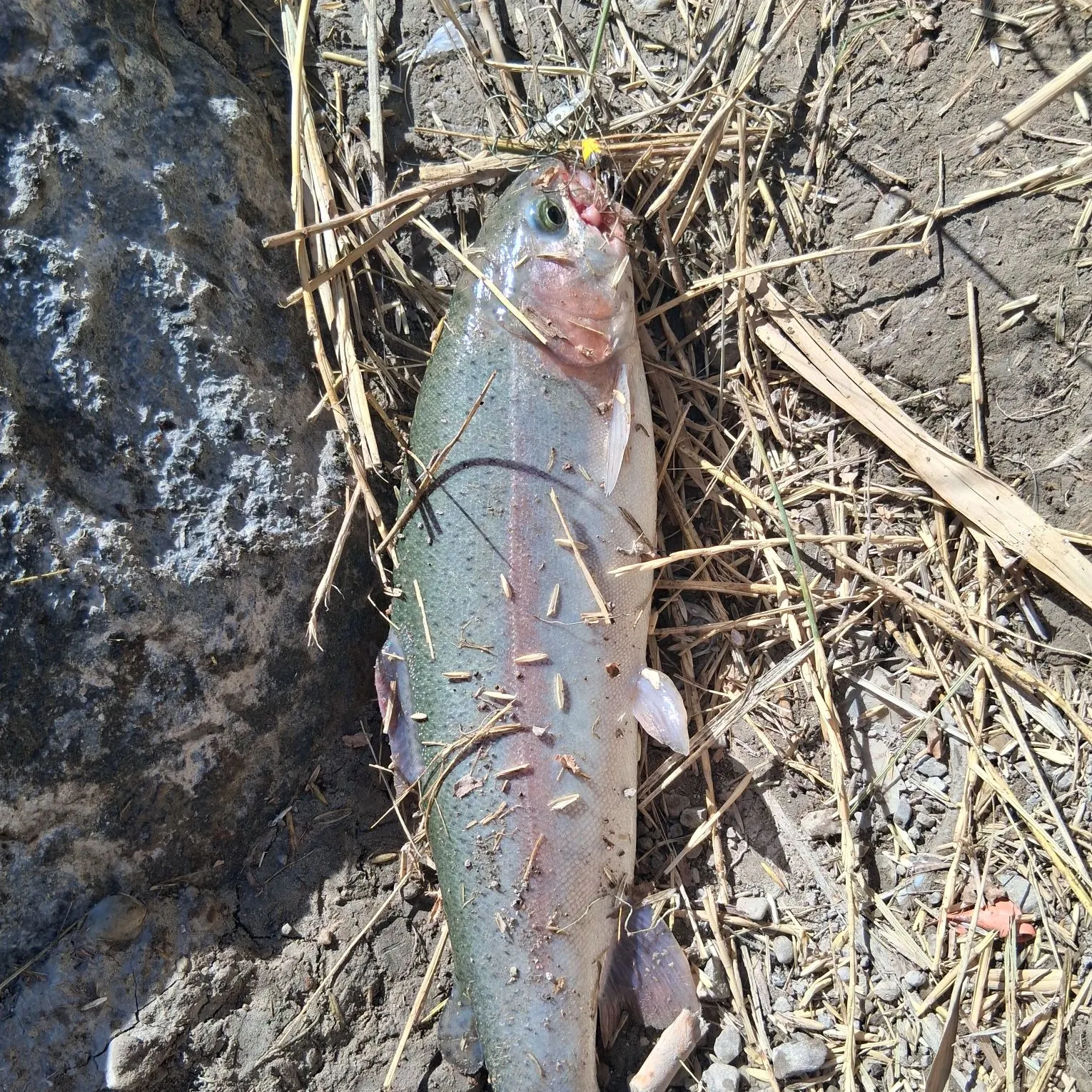 Rainbow trout caught on Fishbrain