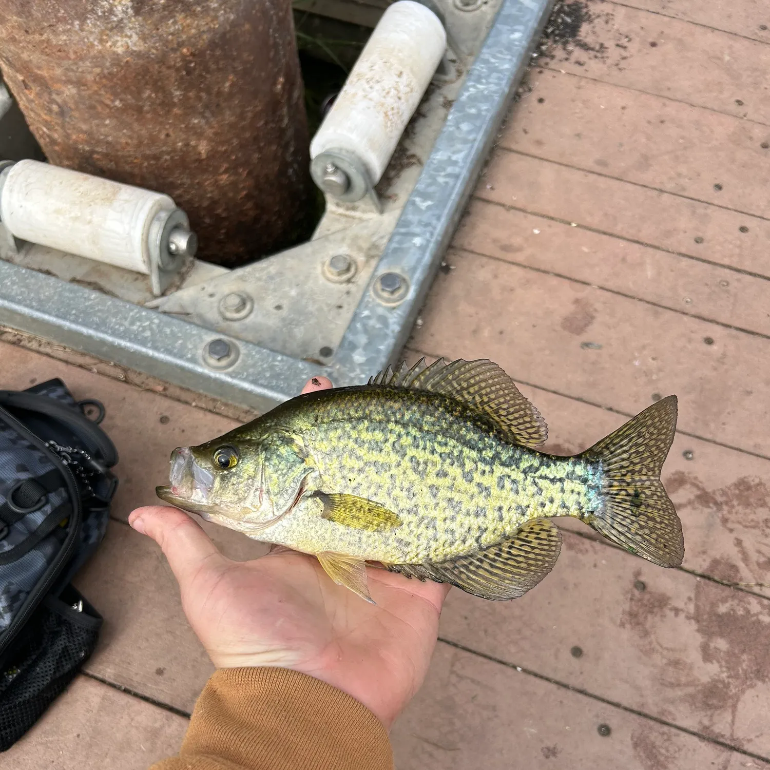 Black crappie caught on Fishbrain