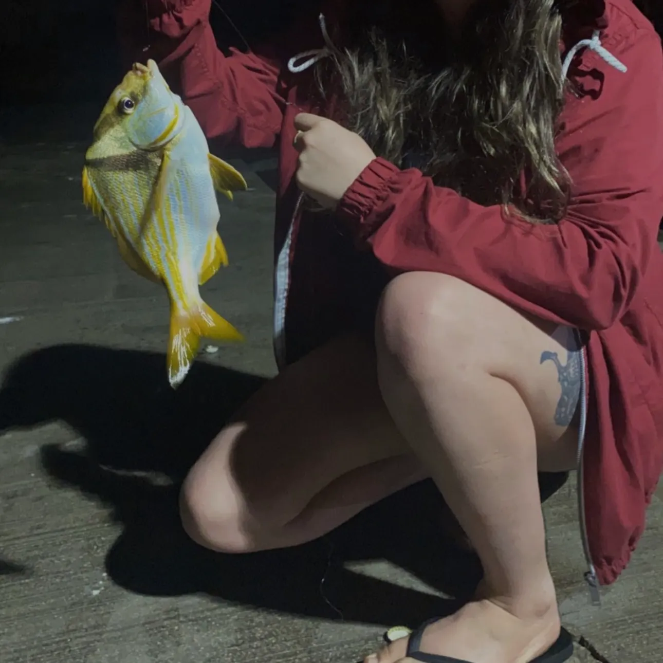 The most recent Atlantic porkfish catches on Fishbrain
