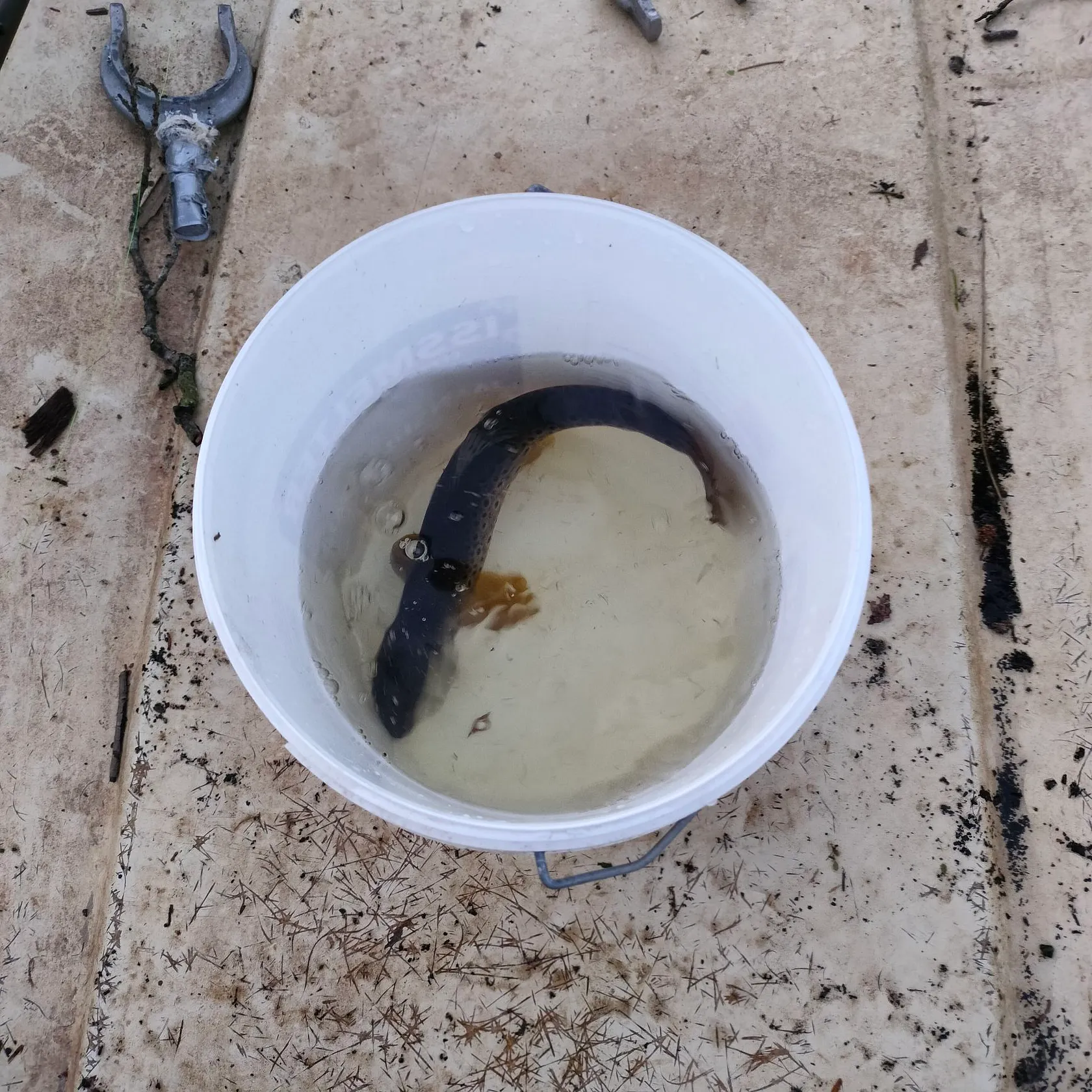 Brown trout caught on Fishbrain