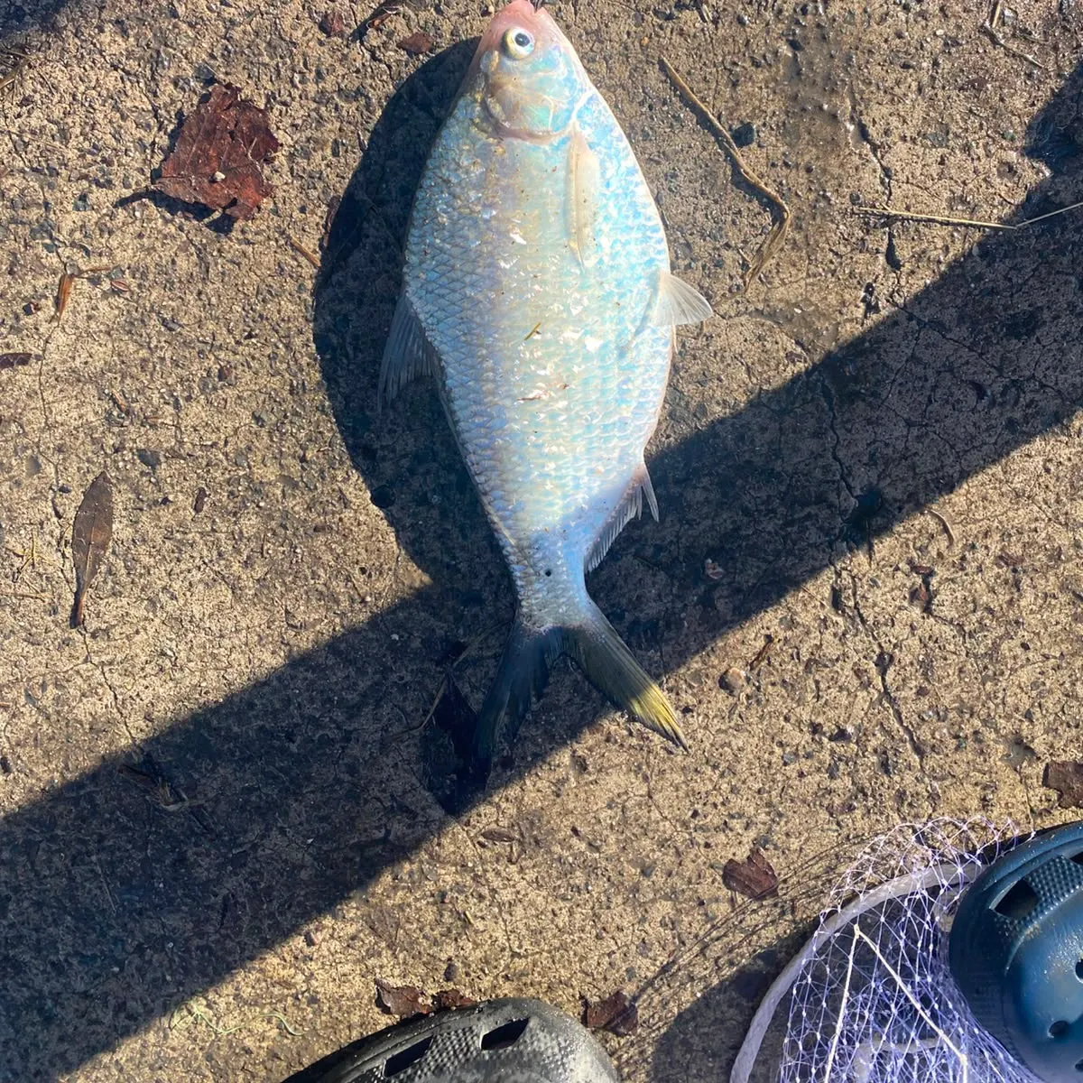 The most recent Australian river gizzard shad catches on Fishbrain