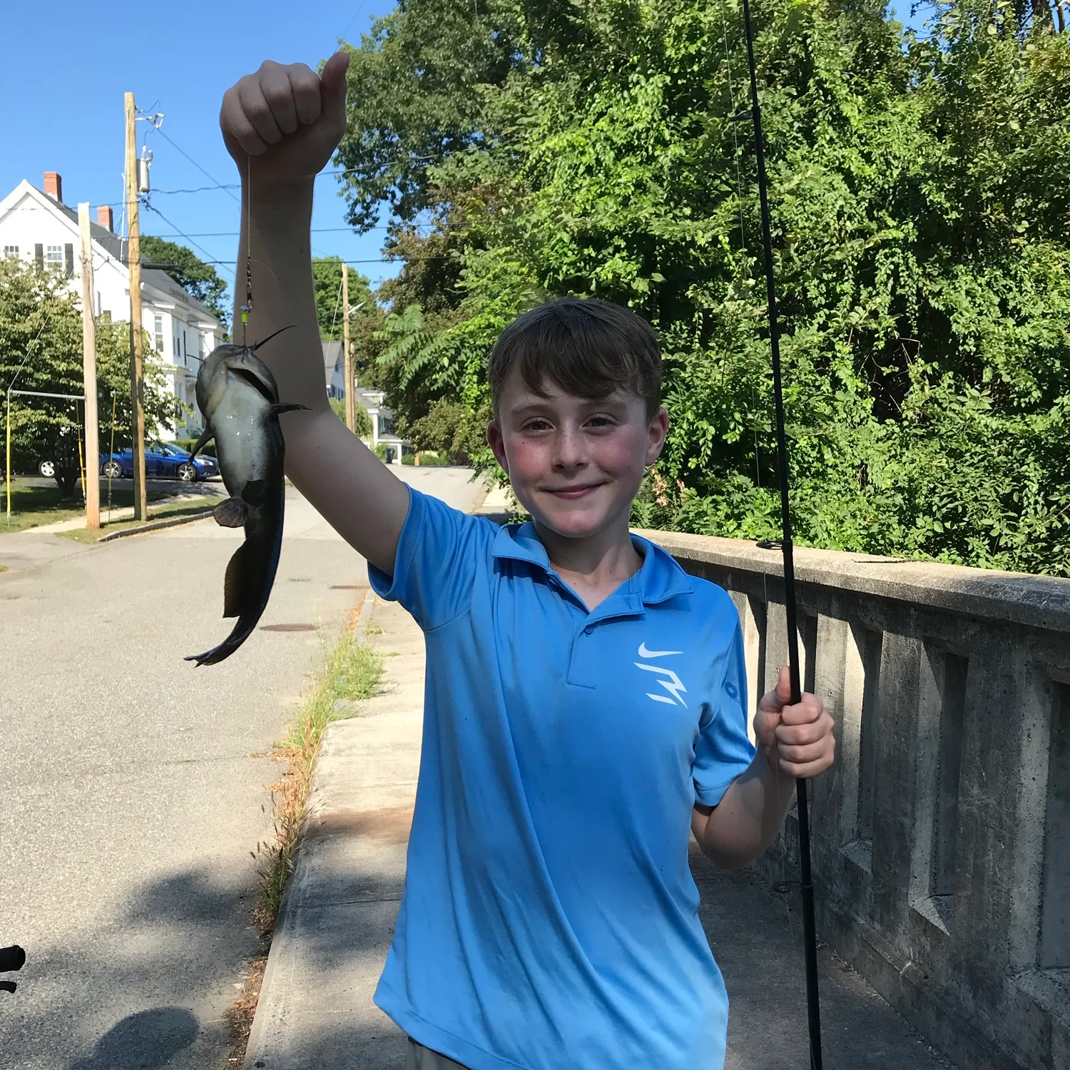 Black bullhead caught on Fishbrain