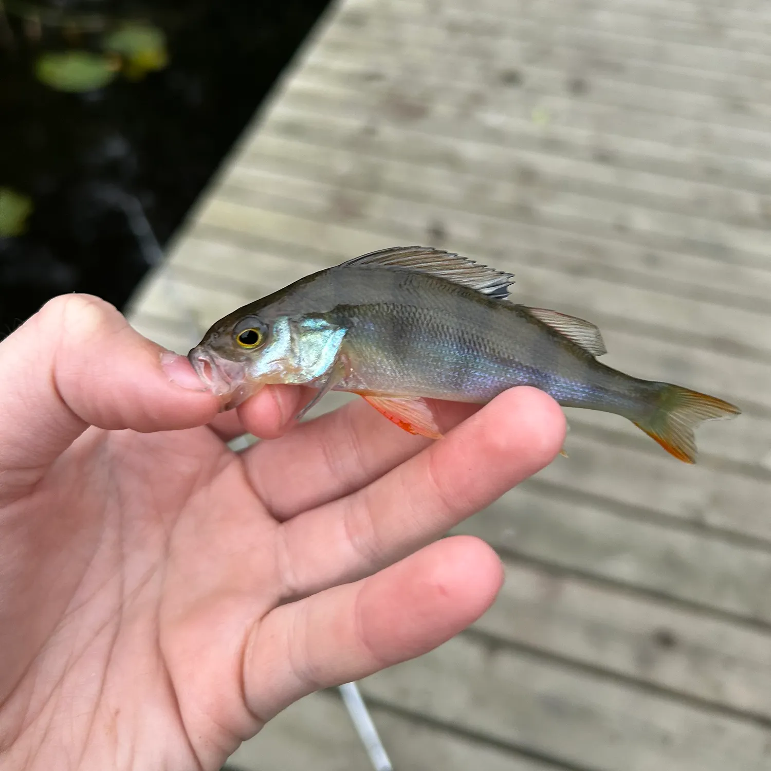 European perch caught on Fishbrain