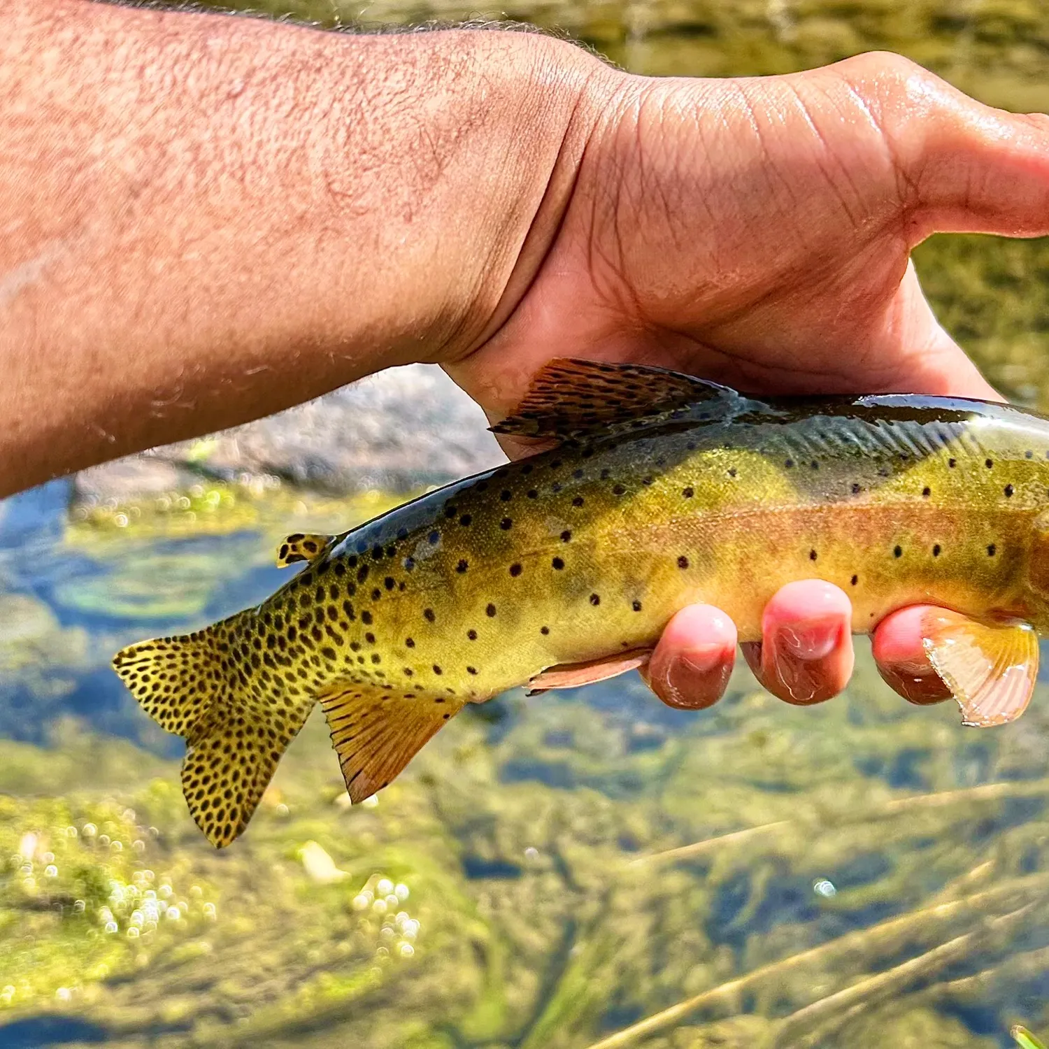 The most recent Greenback cutthroat trout catches on Fishbrain