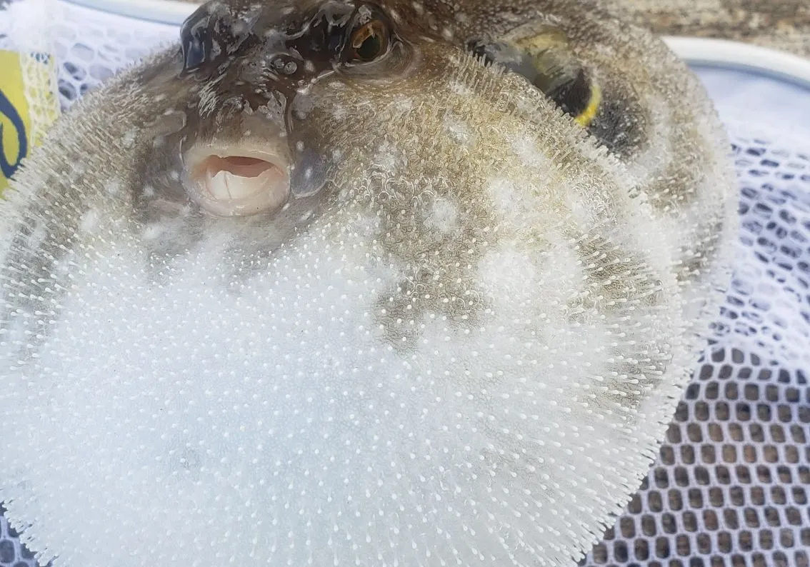 White-spotted puffer