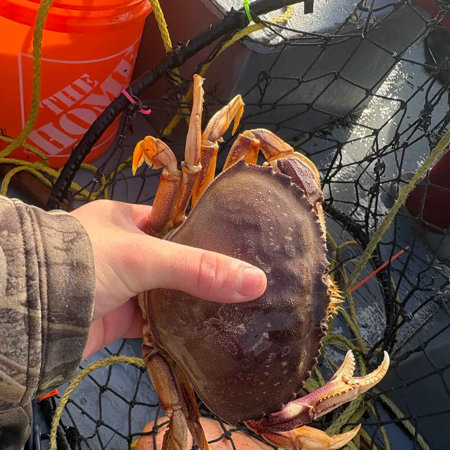 Dungeness crab caught on Fishbrain