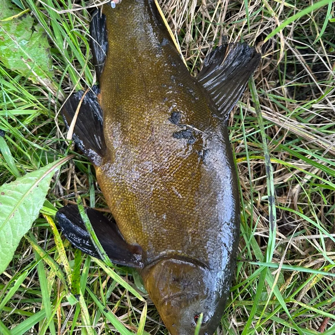 Tench caught on Fishbrain