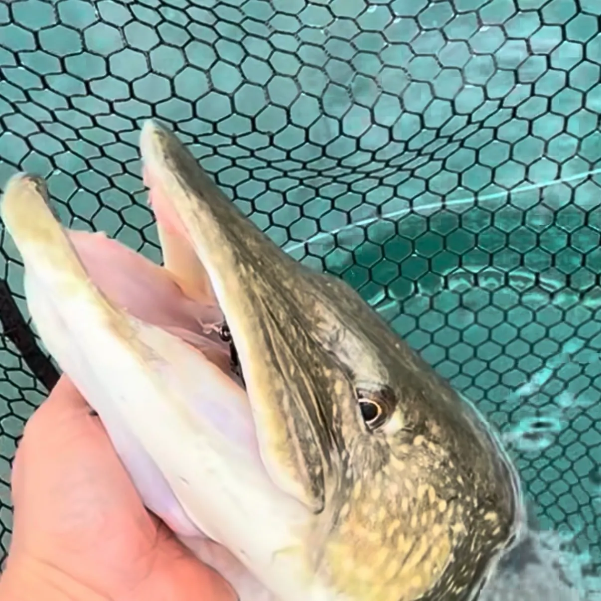 Northern pike caught on Fishbrain