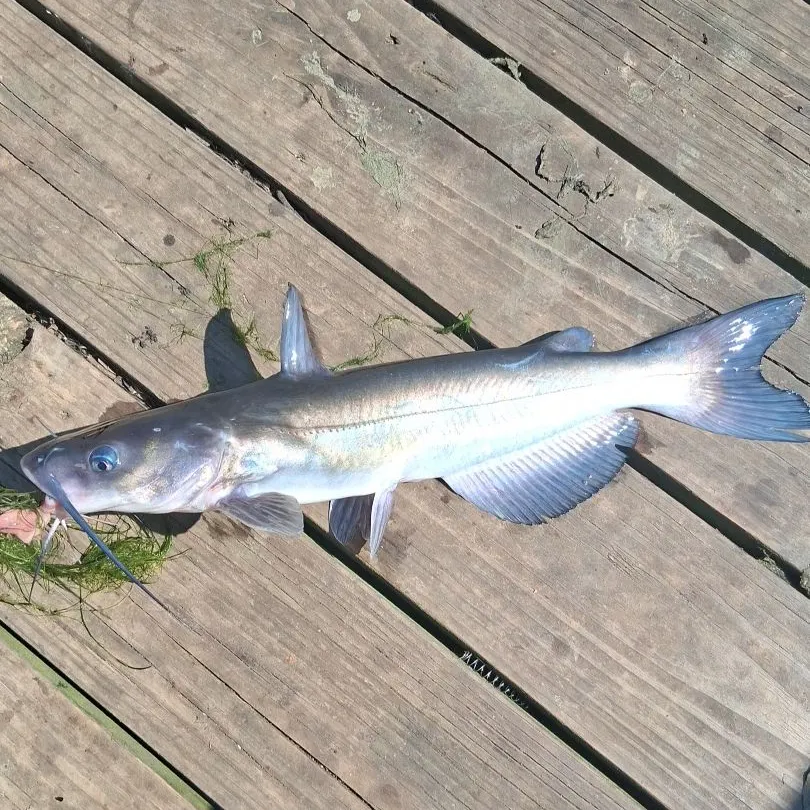 Channel catfish caught on Fishbrain