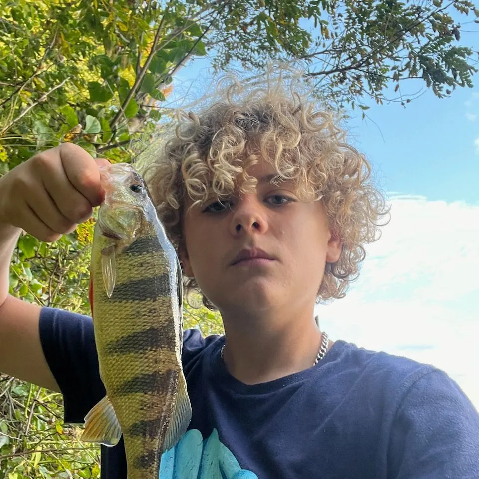 Yellow perch caught on Fishbrain