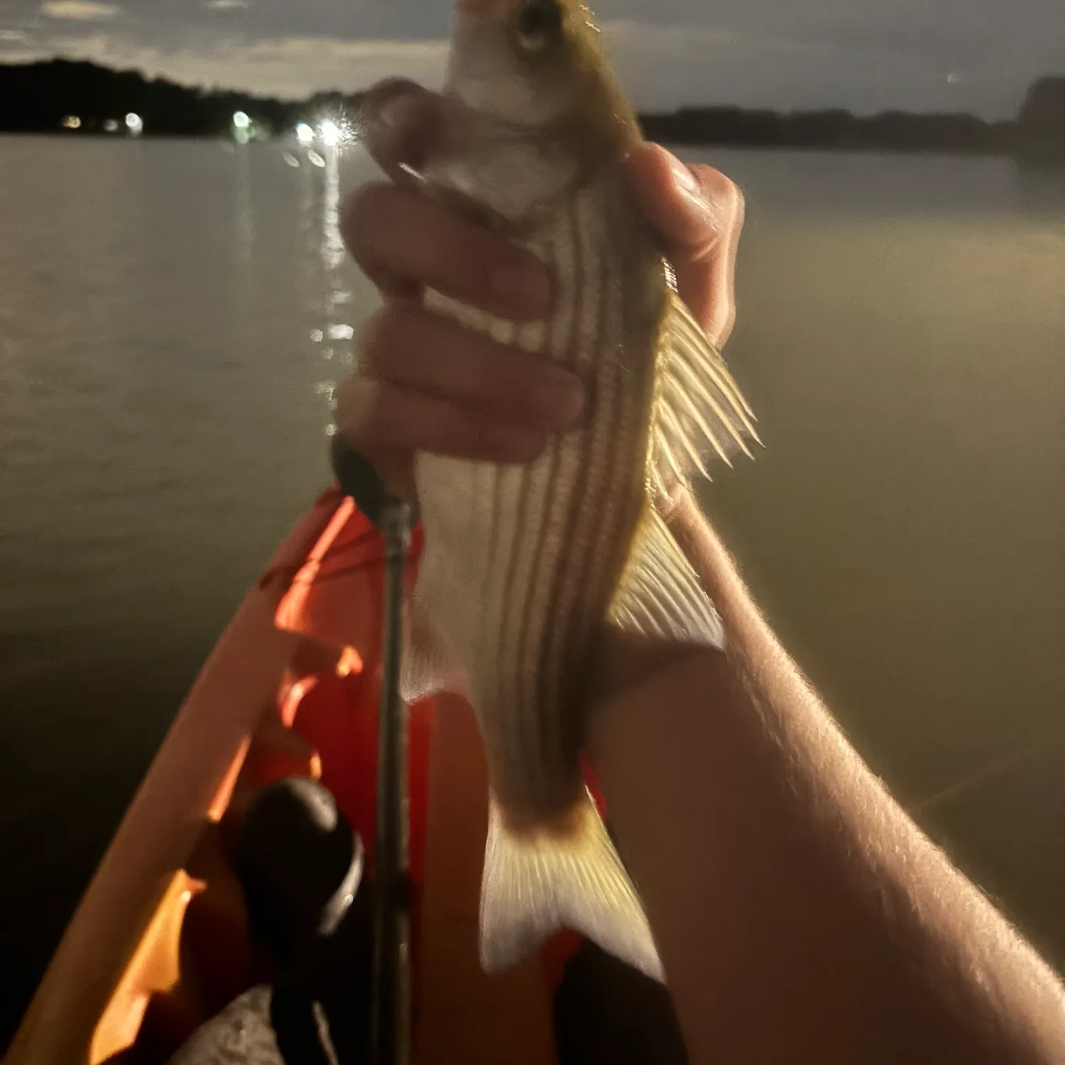 Striped bass caught on Fishbrain