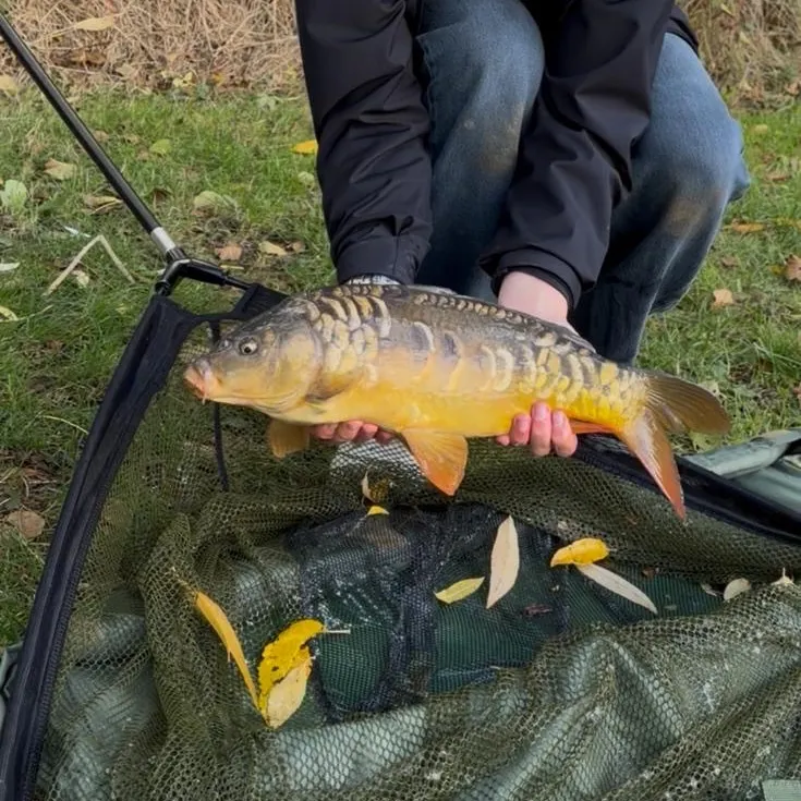 Mirror carp caught on Fishbrain